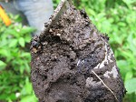 Dirt collection, sampling of soil in the area